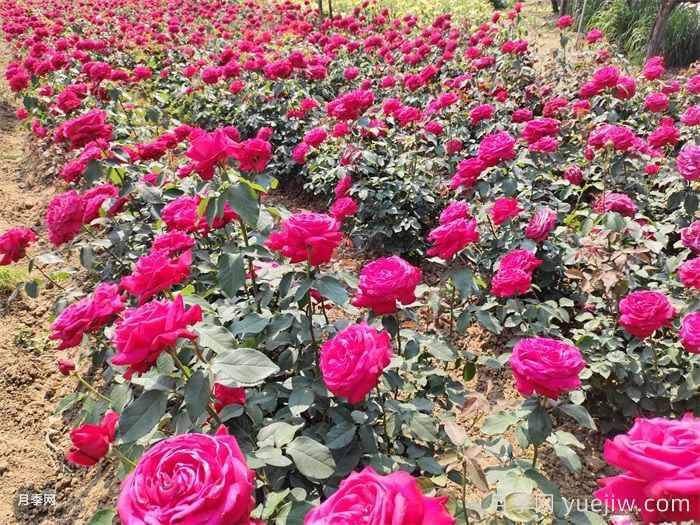 农村庭院花园植物配置和应用技巧(图1)