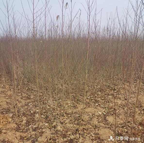 南阳1年生桃树苗梨树苗批发价格0.9-1.5元(图1)