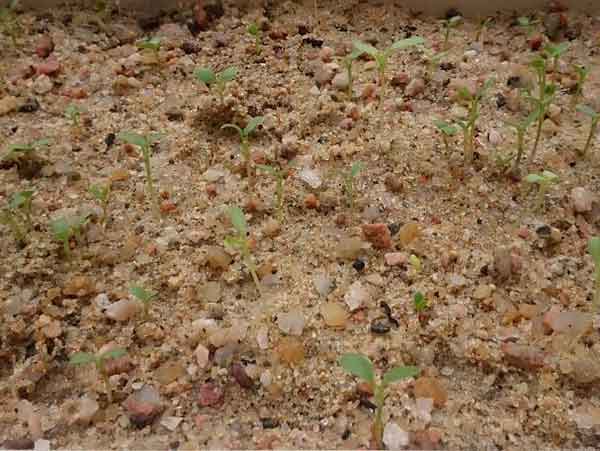 黄刺玫种子发芽出苗图片