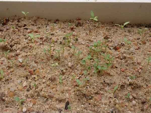 黄刺玫种子发芽出苗图片