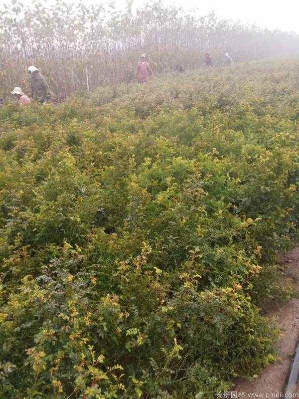 黄刺玫种子发芽出苗图片