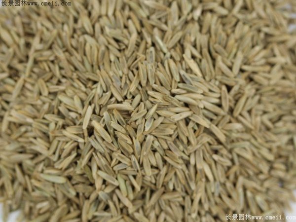 一年生黑麦草种子图片