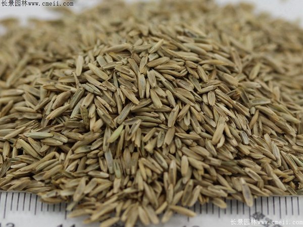 一年生黑麦草种子图片