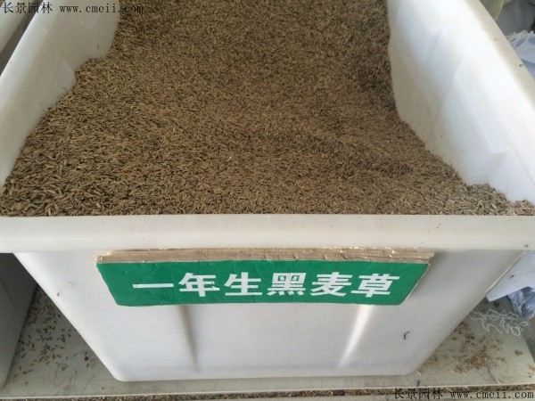 一年生黑麦草种子图片