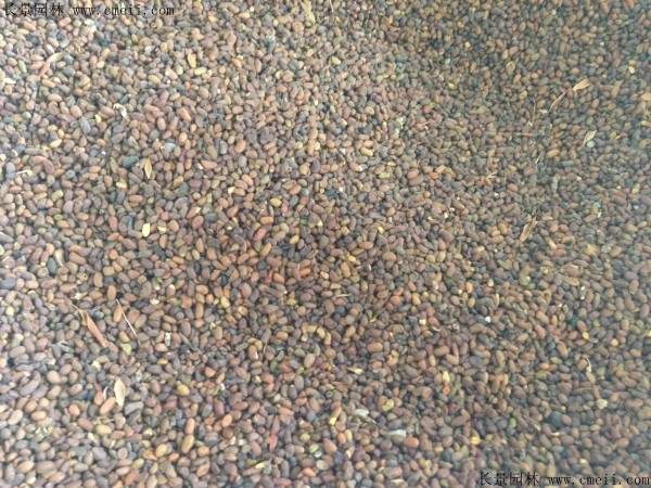 锦鸡儿种子图片