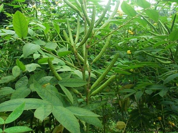 望江南种子发芽出苗图片