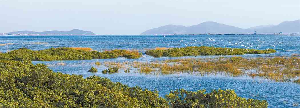 从退化到重生，福建倾力守护碧海绿洲