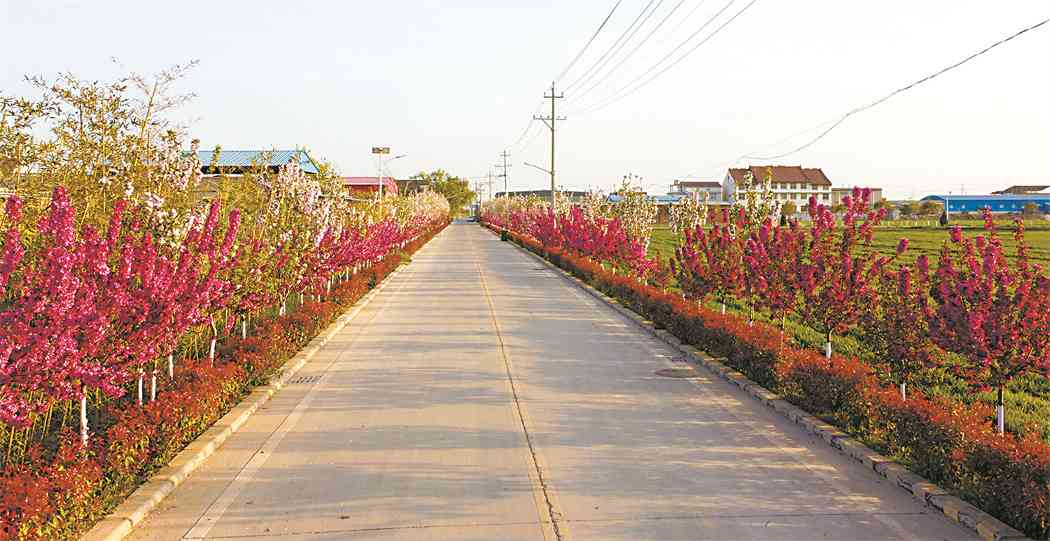 平原农区如何科学开展国土绿化？