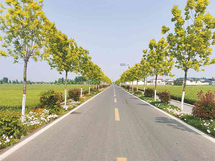 平原农区如何科学开展国土绿化？