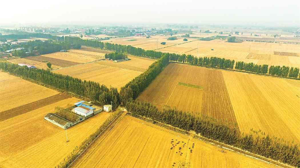 平原农区如何科学开展国土绿化？