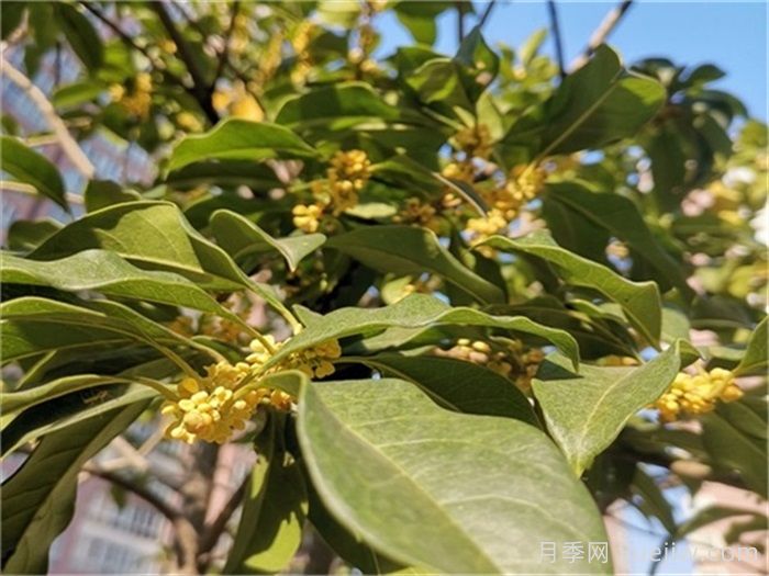 南阳桂花基地，桂花移植的最佳时机是什么时候？(图1)