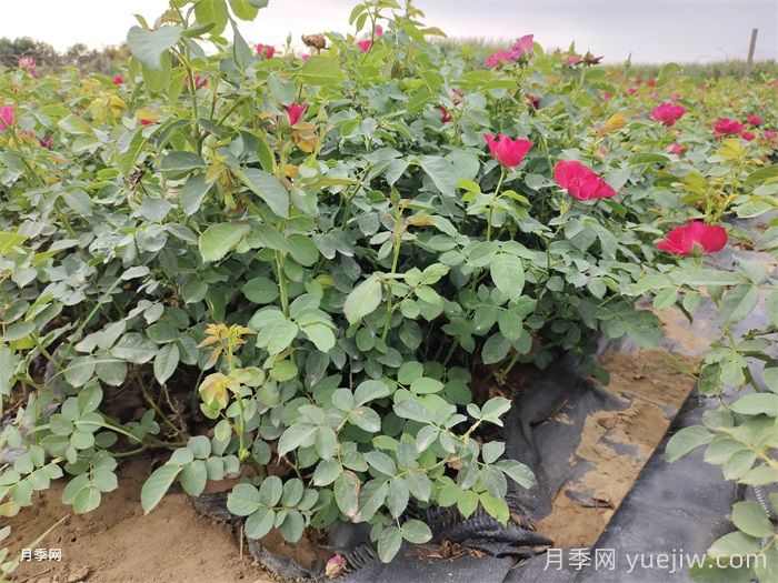 移栽花木浇水的四大原则运用(图2)