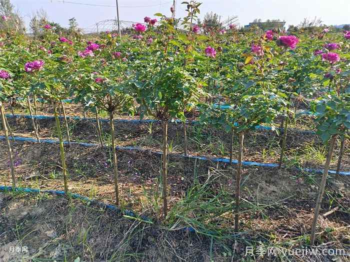 移栽花木浇水的四大原则运用(图3)