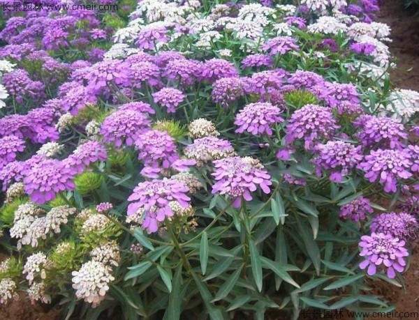 耐荫型野花组合