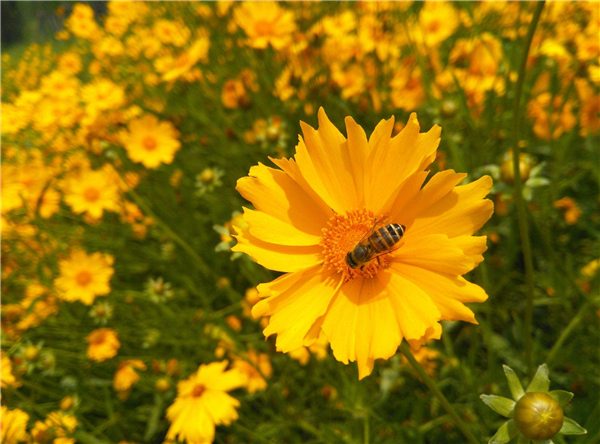 金鸡菊（矮生）