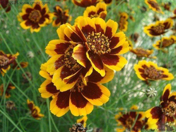 繁花型野花组合