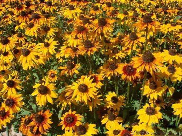 黑心菊种子发芽出苗开花图片