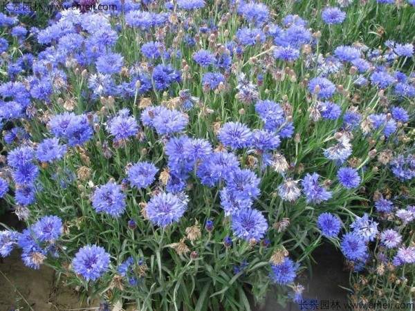 矢车菊种子发芽出苗开花图片