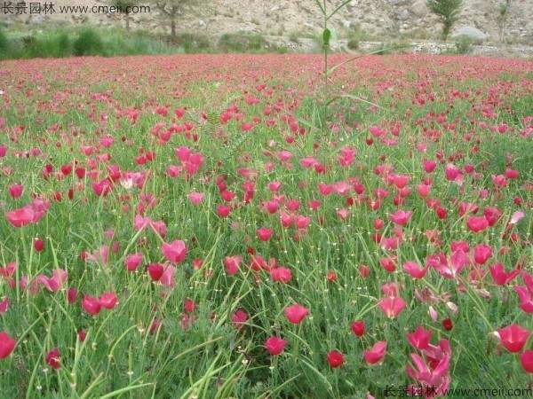 花菱草种子发芽出苗开花图片