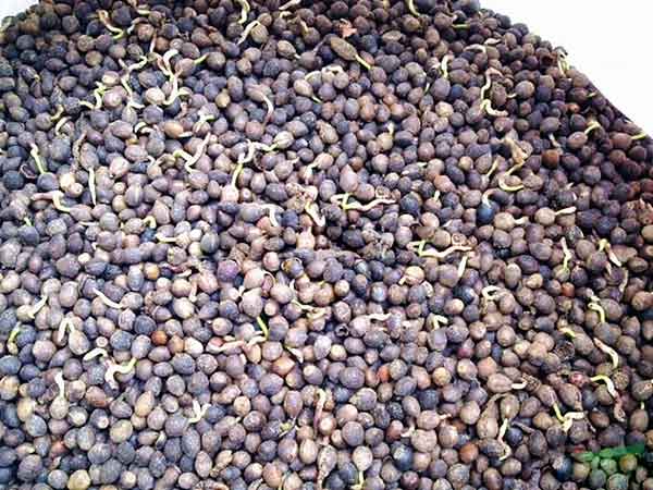 红豆杉种子催芽出芽图片