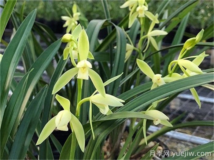 兰花是兰草吗？兰花兰草有什么区别？(图1)