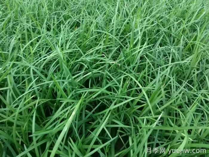 麦冬草在园林造景中的植物配置艺术(图1)