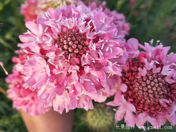 紫盆花种子 紫盆花种子