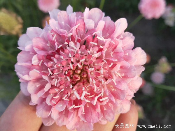 紫盆花种子 紫盆花种子