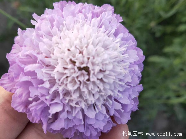 紫盆花种子 紫盆花种子