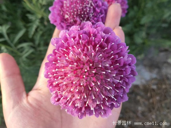 紫盆花种子 紫盆花种子