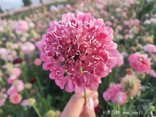 紫盆花种子 紫盆花种子