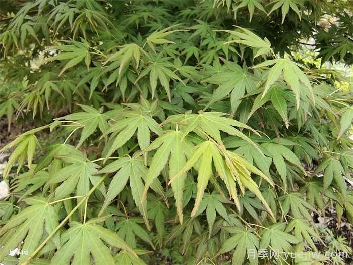 鸡爪槭和红枫的区别，叶片、枝干、花果期(图2)