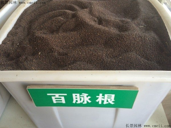 百脉根种子图片