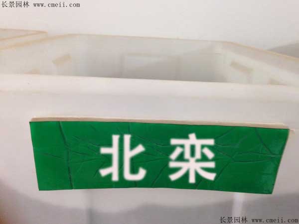 北栾种子图片