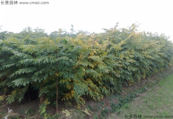 北栾种子发芽出苗图片