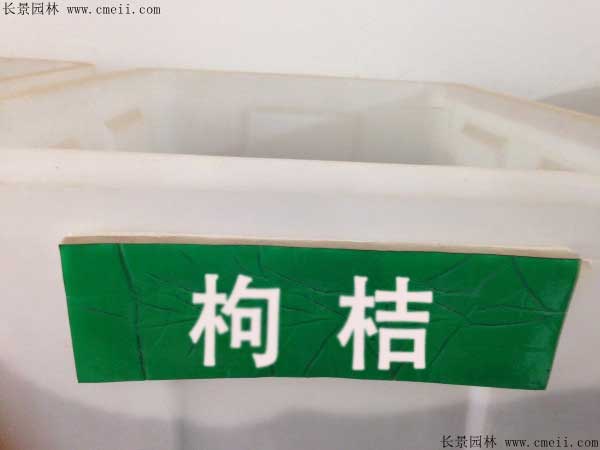 枸桔种子图片