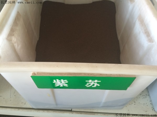 紫苏种子图片