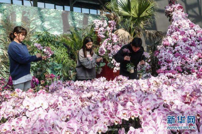 江苏滨海：花卉农业科技园初显规模(图1)