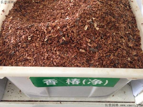 香椿种子图片
