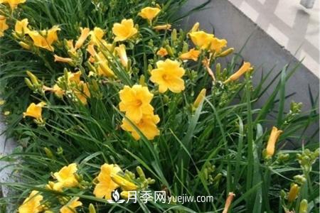 张家口适合养月季花,市花和市树是什么(图1) 张家口适合养月季花,市花和市树是什么(图1)