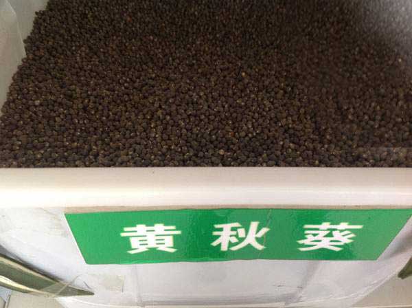 黄秋葵种子图片