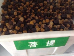 菩提树种子