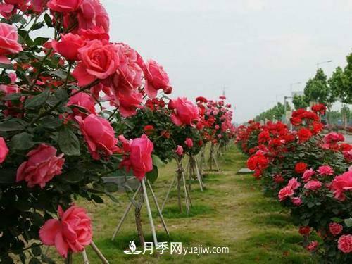苗木假植过冬方法及注意事项(图1) 苗木假植过冬方法及注意事项(图1)