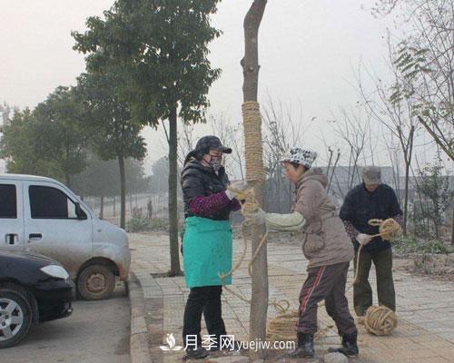园林绿化中草绳绕树干的长度和用量怎么计算(图1)
