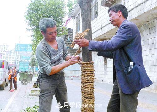 园林绿化中草绳绕树干的长度和用量怎么计算(图2)