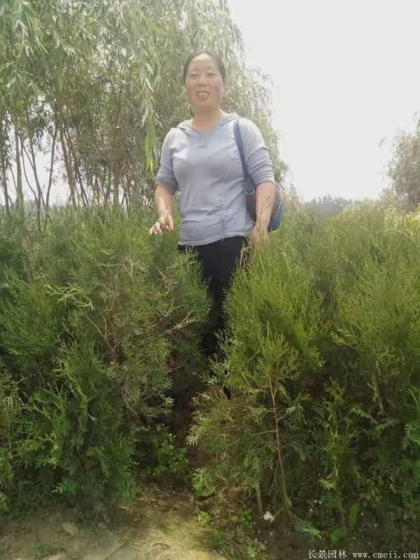 侧柏种子发芽出苗图片