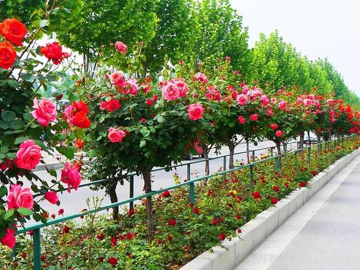 植物设计师总结的植物配置技巧及要点(图2)
