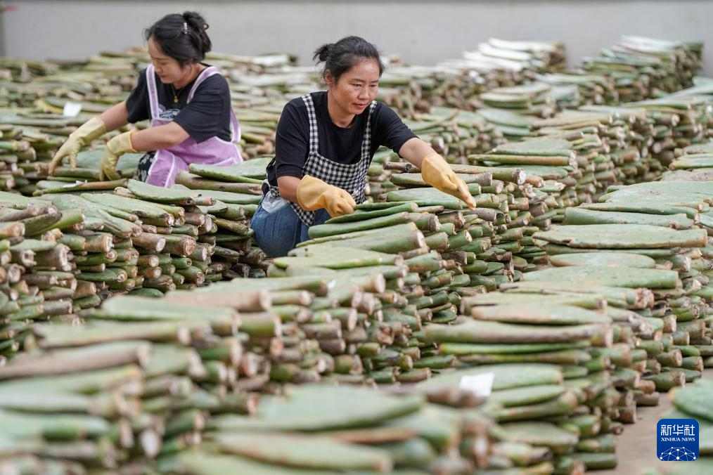 石缝生金:庄子田村民返乡共建仙人掌产业 石缝生金:庄子田村民返乡共建仙人掌产业
