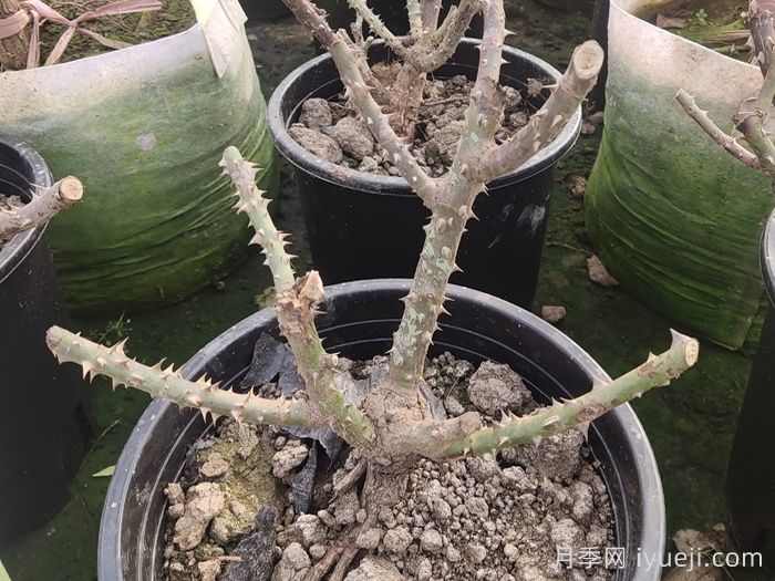 新栽的苗木怎么越冬？(图1)