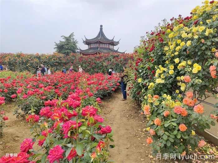 中国古典园林花木栽植的配置方式(图1)